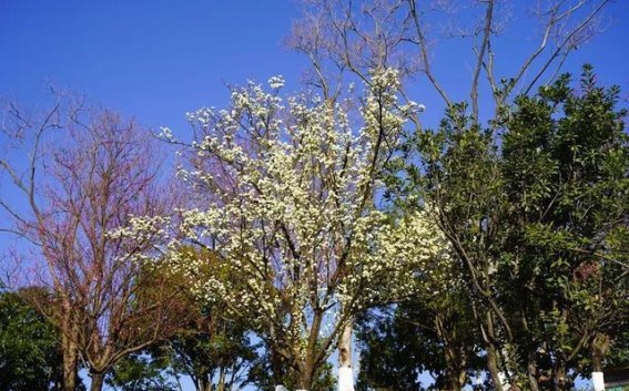 春光乍泄，富源春花盛开