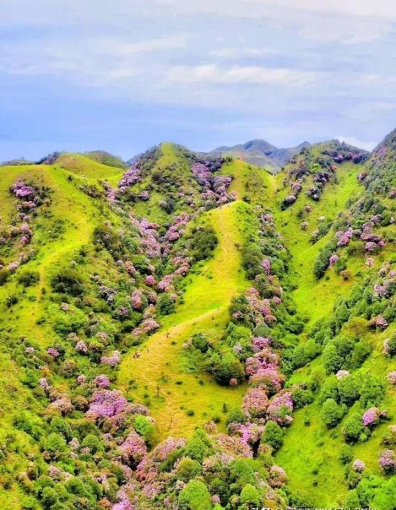 在广东，邂逅最美杜鹃花海，免费开放，尽享自然奇观