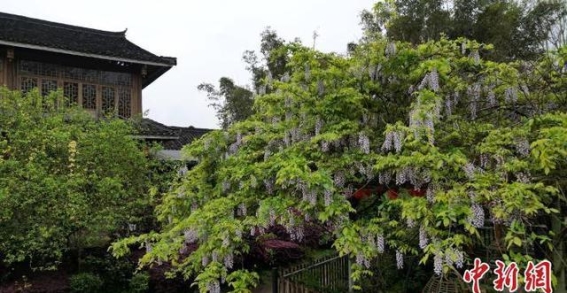 广西三江：紫藤花开，春风送暖