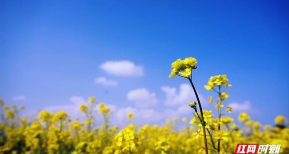 湖南岳阳君山油菜花节：春日花海与乡村文化的融合盛宴