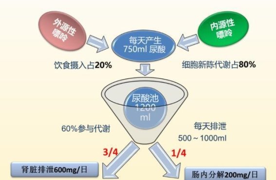你的尿酸，是怎么一步步失控的？