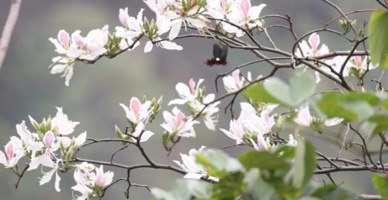 施甸善洲林场的白露花：如雪如梦，满山花香