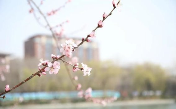 玉渊潭春日山桃花初绽，邀你共赏一场粉色的浪漫