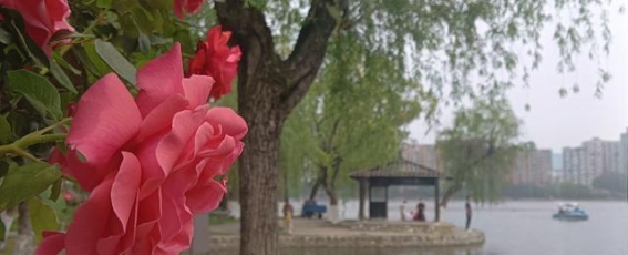 莫愁湖畔的无尽思索