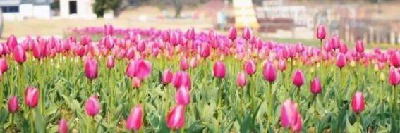 舟山春光中的花海与心境