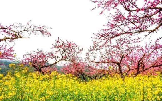 走进九峰镇，邂逅广东的花海世界