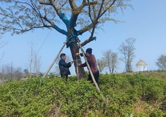 如东县审计局聚焦旅游区绿化工程 助力地方旅游业高质量发展