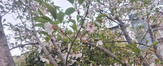 青山的守望与生命的轮回