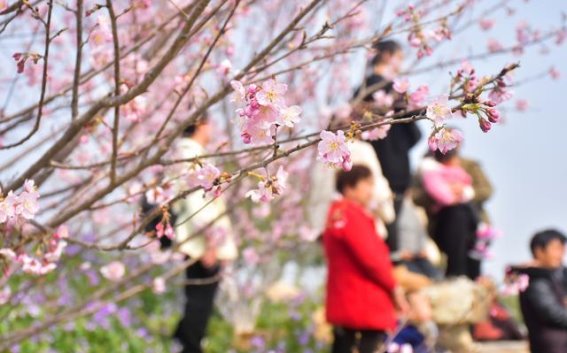 武汉湿地樱花园开园，水上樱花新景点点亮春日魅力