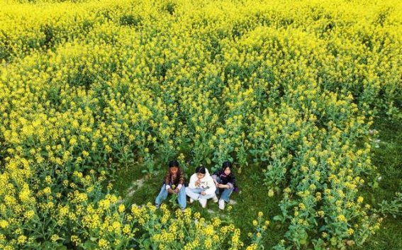 油菜花海与侗寨民居的春日交响——贵州从江高仟村的自然与文化