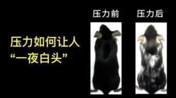 心理压力如何加速白发的形成
