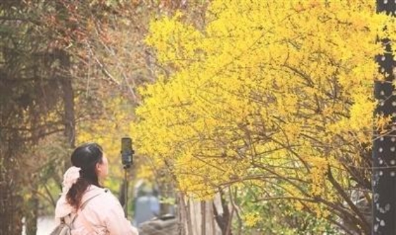山西春日赏花游：绽放的美丽与经济新机遇