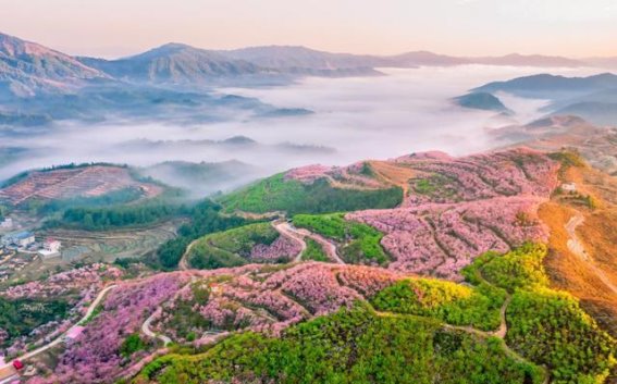 福建春季赏花之旅：走进花海的诗意时光