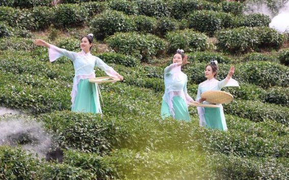 紫阳富硒茶开园：春风中，千亩茶园迎来采摘季