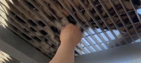 背后藏着的商业策略，动物园“薅毛事件”给我们上了一课