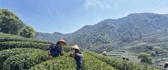 春日踏青与采茶：体验自然的无穷魅力