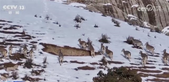 春天的呼唤：珍稀野生动物在中国大地的春季篇章
