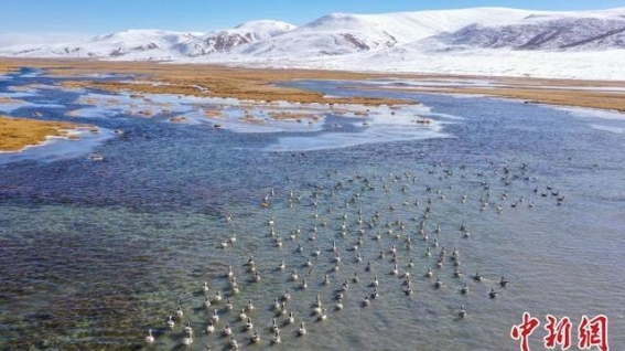 隆宝湿地迎来斑头雁秋冬迁徙停歇，见证生态保护新成果