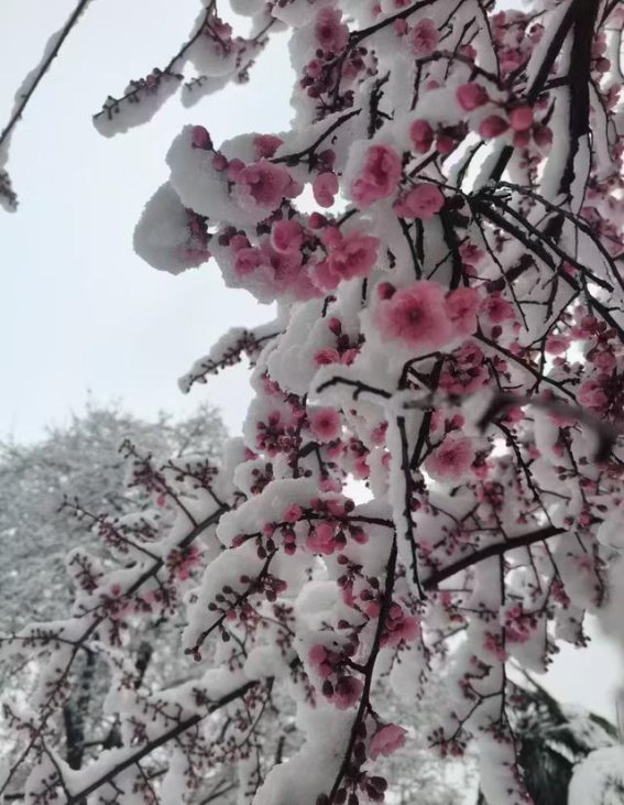 三月雪景，春天的意外之美