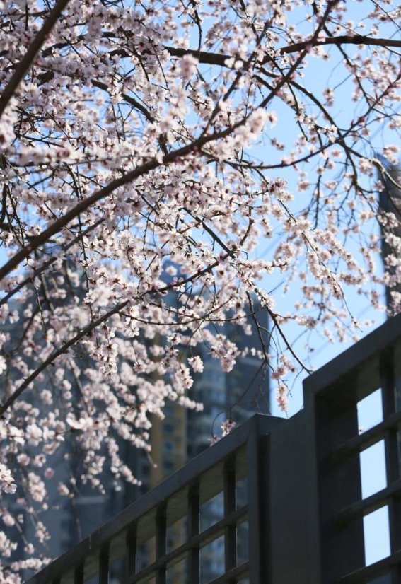 二道沟山桃花溪的春日韵律