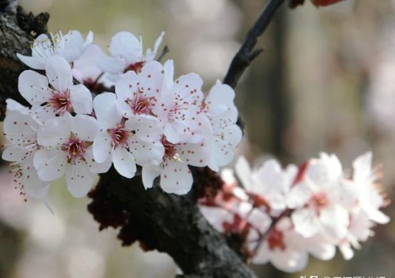 紫叶李花：春风中的第一抹浪漫