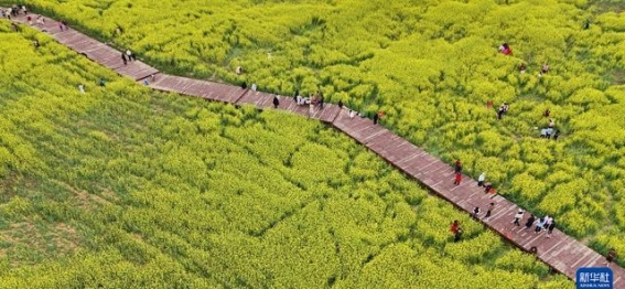春光乍泄：大自然的春天邀请