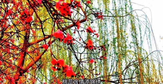 春光与佳人同在