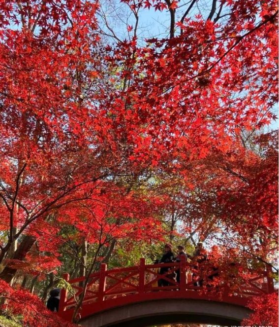 南京女子穿和服事件引发激烈争议，景区紧急回应历史记忆不容忽视