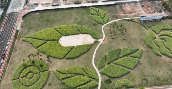 上饶创意油菜花：春天里的一棵“花树”