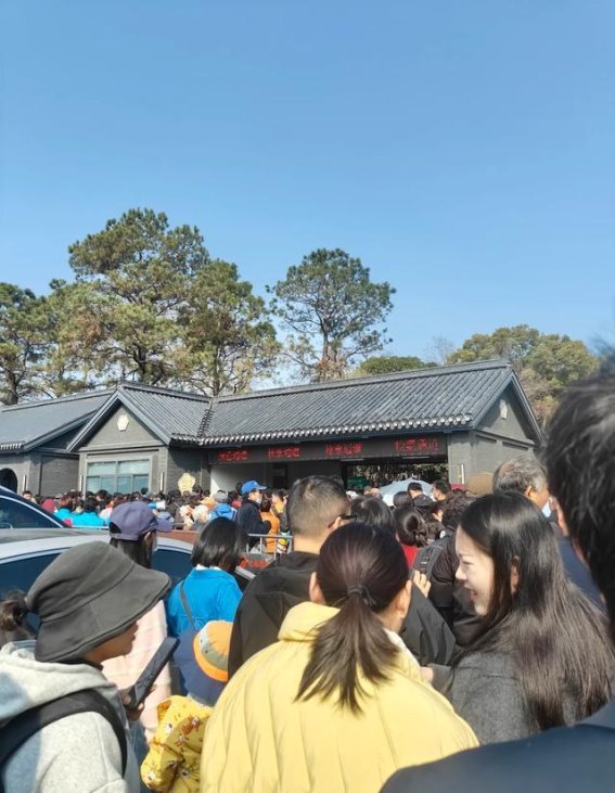 梅园春光：一场人潮与花海的盛宴