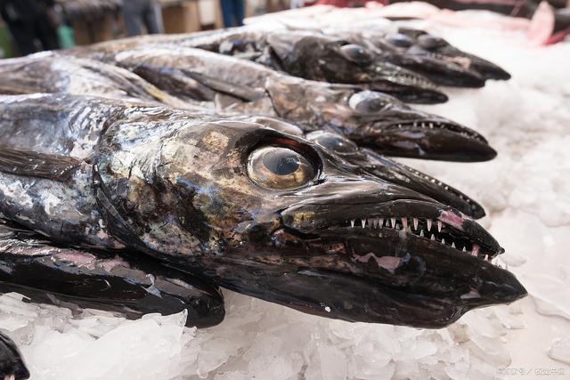 俄海岸惊现深海恐怖怪鱼：尖头尖脸 满嘴利牙像外星生物