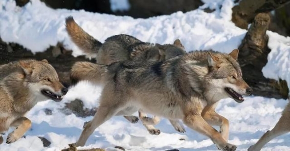 狼群的等级制度与繁殖策略