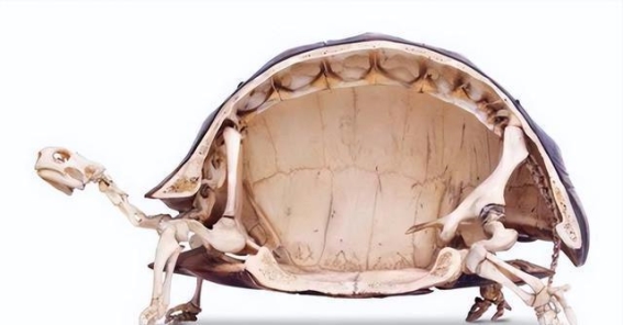 乌龟壳的起源与神秘魅力