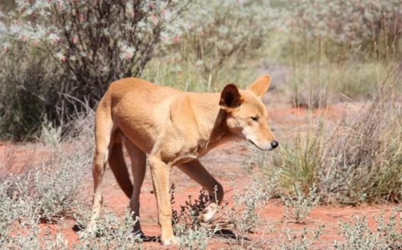 澳大利亚野狗泛滥成灾，生态危机下的无解难题