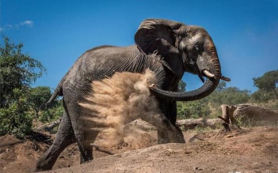 珍爱大象：人类贪婪的代价与野生动物保护的责任