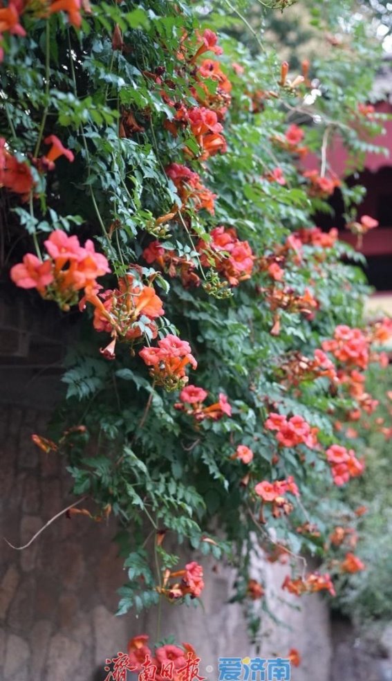 泉城夏日凌霄花，涌动生机与诗意