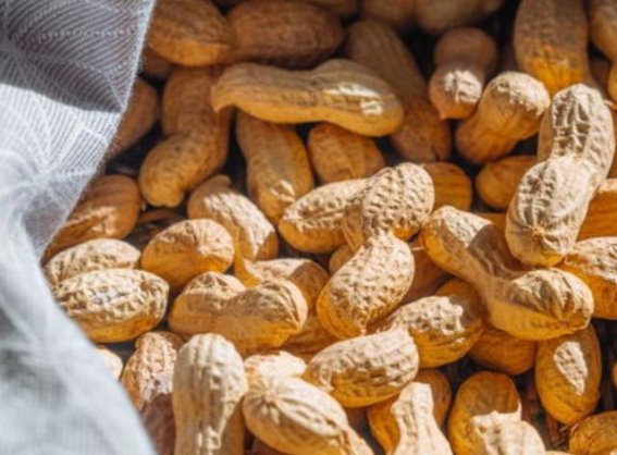 坚果真的会致癌吗？三类高风险坚果吃多要小心