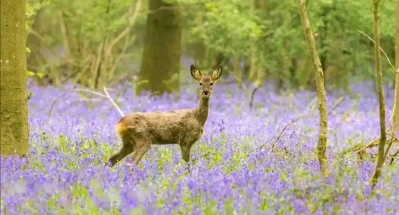 秋风轻拂，枫叶如约——与你相约小兴安岭的秋天
