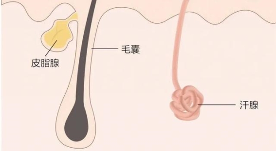 警惕螨虫侵害 皮肤健康的隐形威胁