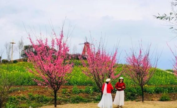 汉台油菜花的三色奇景，春意盎然的自然之旅