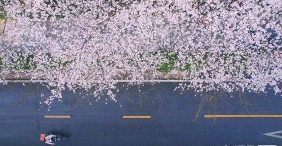 武汉樱花季：221个赏樱点带你走进春天的浪漫