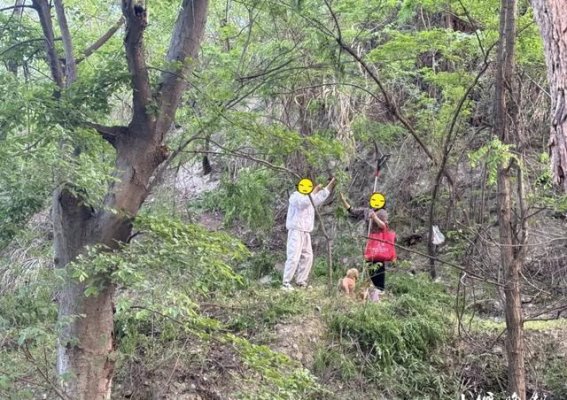 十堰市槐花采摘现象引发的环境保护警示