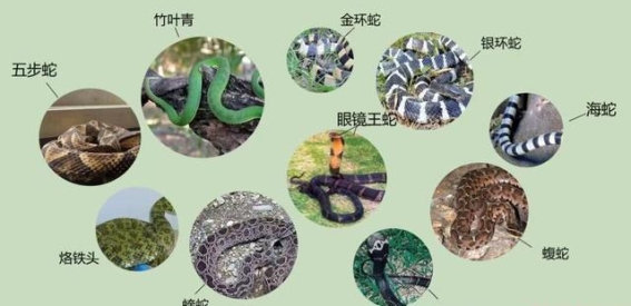 湖南常见毒蛇及其咬伤自救指南
