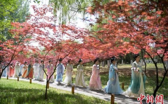 济南植物园春日“花仙子”巡游 绽放浪漫与诗意