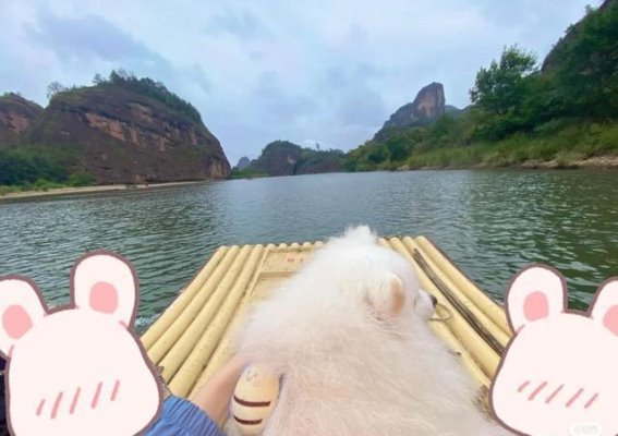 龙虎山宠物友好之旅：和毛孩子一起畅游山水之间