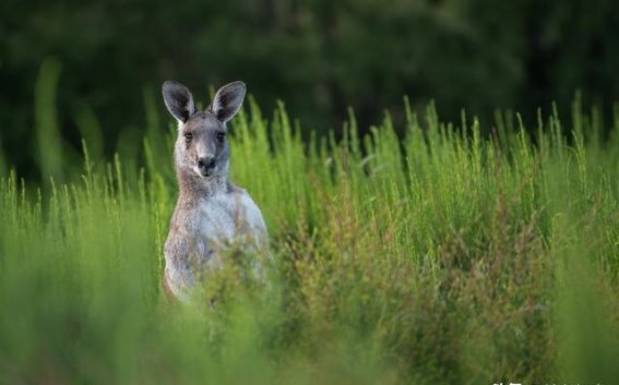 揭示人类作为“超级捕食者”的生态真相：澳大利亚研究的启示