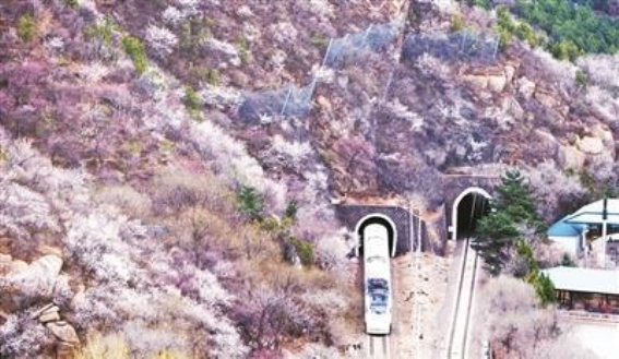 花海列车引领春日经济热潮