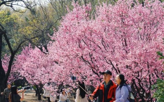 清明假期北京公园游客超600万，春日游园成市民最爱