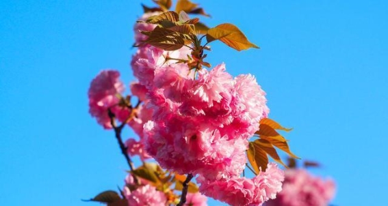 泉城春日樱花舞，清明时节晚樱盛放