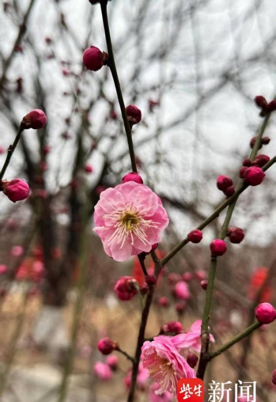 梅花山早春梅花绽放，立春迎春而至